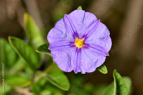 solano de flor azul (lycianthes rantonnetii) juzmin paraguayo  photo