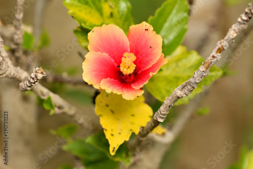  hibisco, rosa de china (hibiscus) poblada de hormigas photo