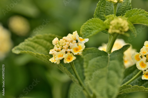 lantana (lantana camara) © JOSE ANTONIO