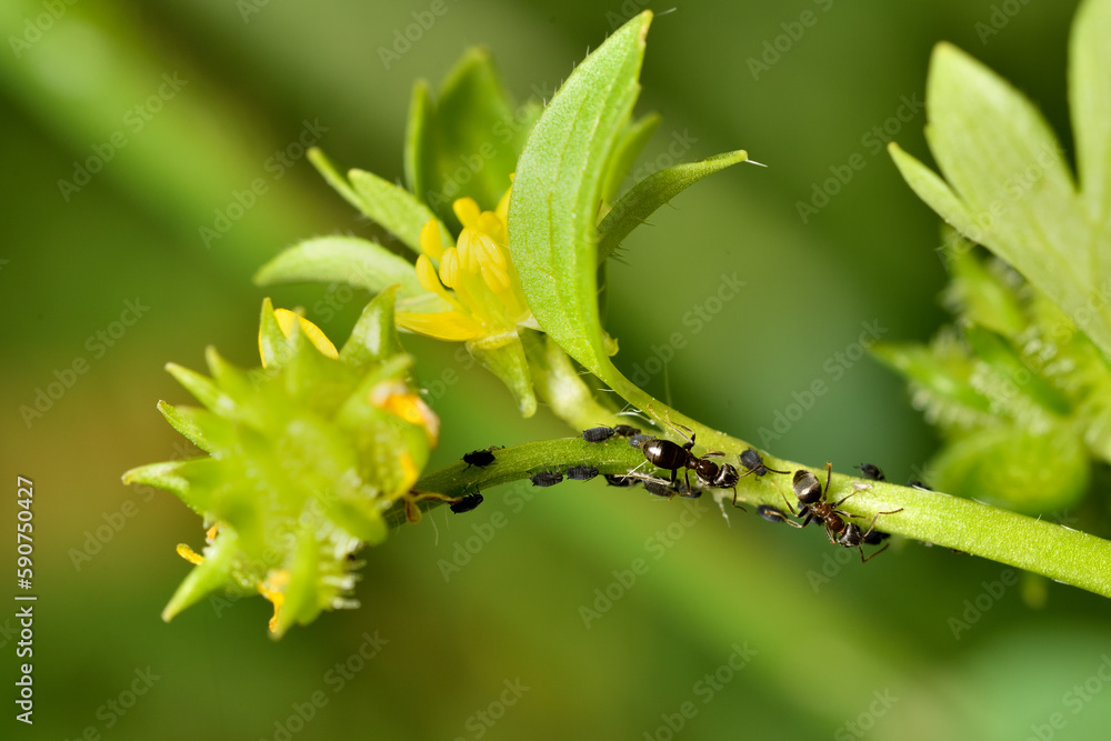 hormigas ordeñando la melaza de los pulgones hormigas ordeñando la melaza de los pulgones