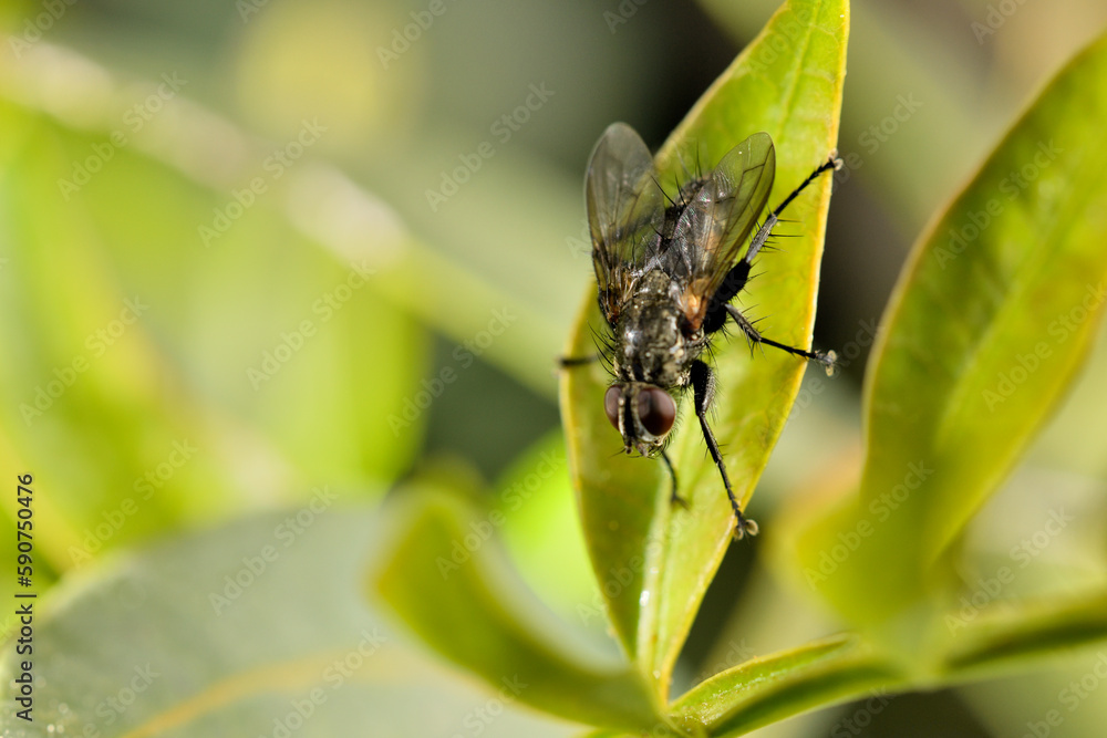 mosca doméstica o común (Musca domestica) bebiendo las gotas del rocío de una hoja mosca doméstica o común (Musca domestica) bebiendo las gotas del rocío de una hoja