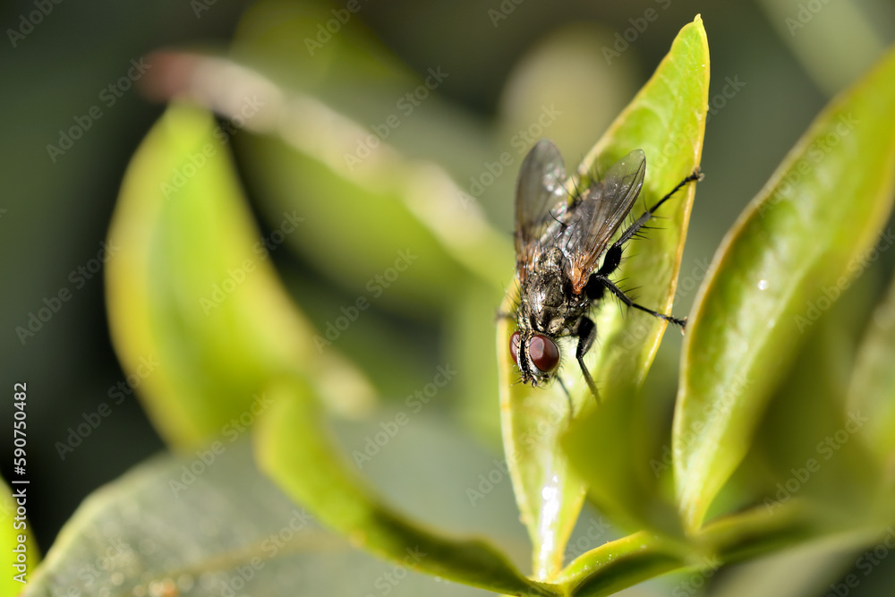 mosca doméstica o común (Musca domestica) con gotas del rocío sobre una hoja verde