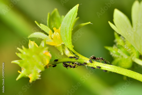 hormigas ordeñando la melaza de los pulgones