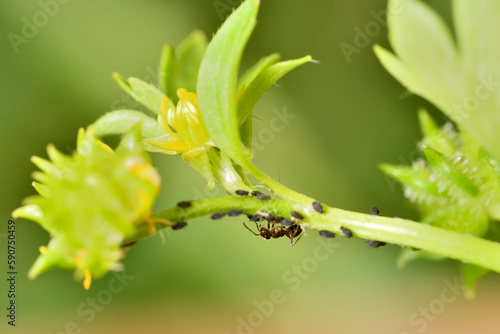 hormigas recolectando la melaza de los pulgones