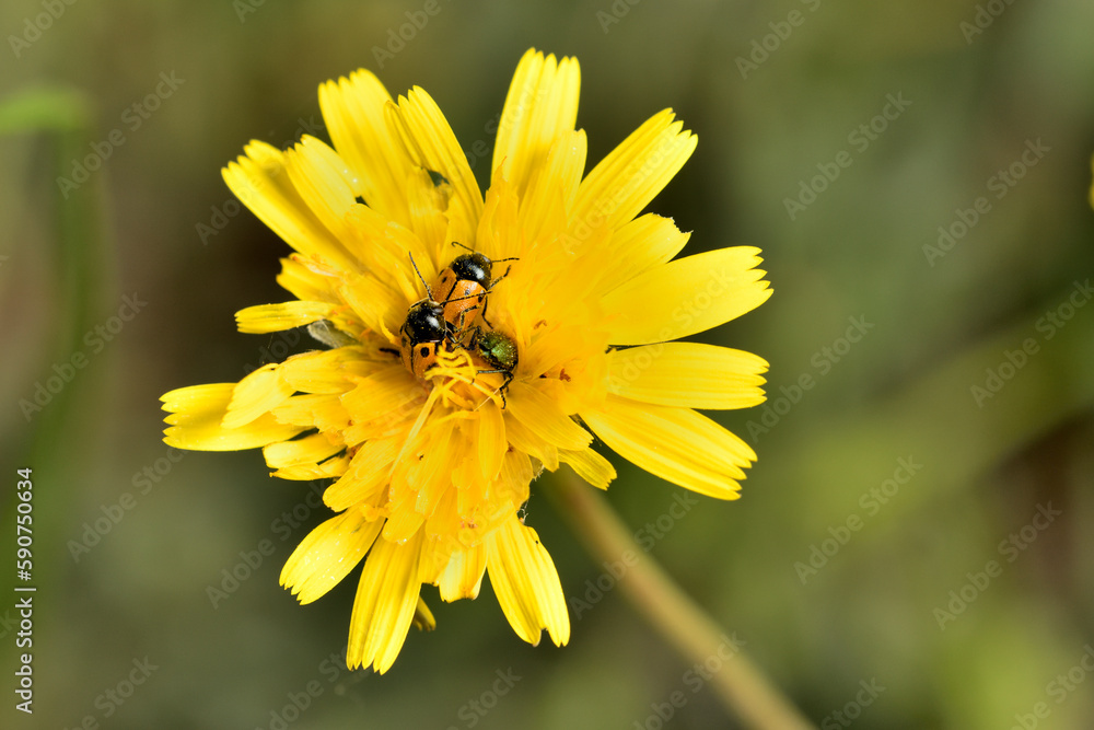 mariquitas apareándose en una flor (Coccinella septempunctata) mariquitas apareándose en una flor (Coccinella septempunctata)