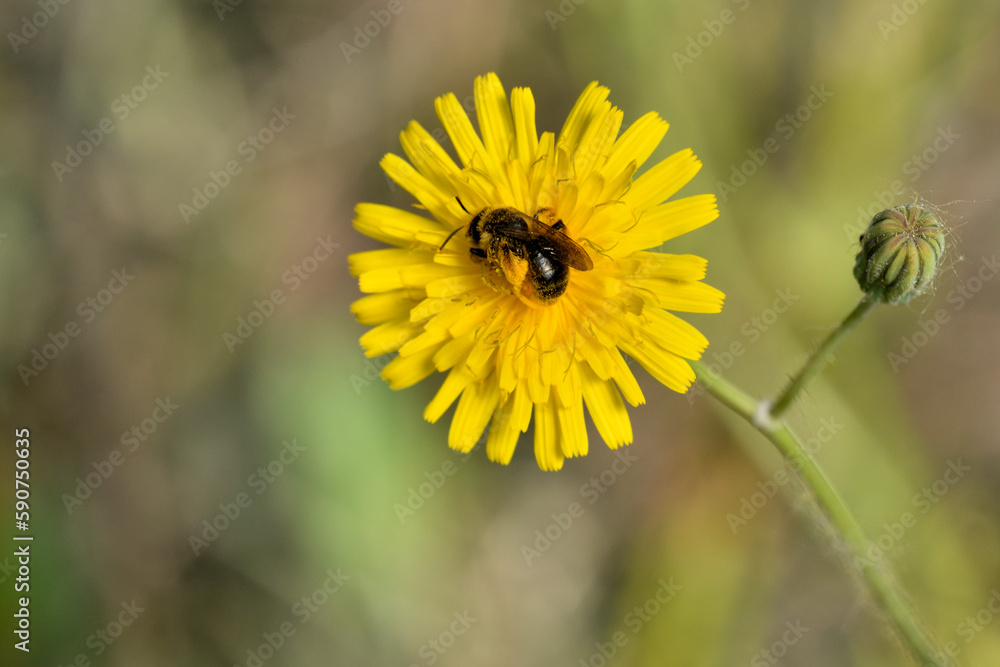 abeja en una flor de cerraja de cardo recolectando polen abeja en una flor de cerraja de cardo recolectando polen