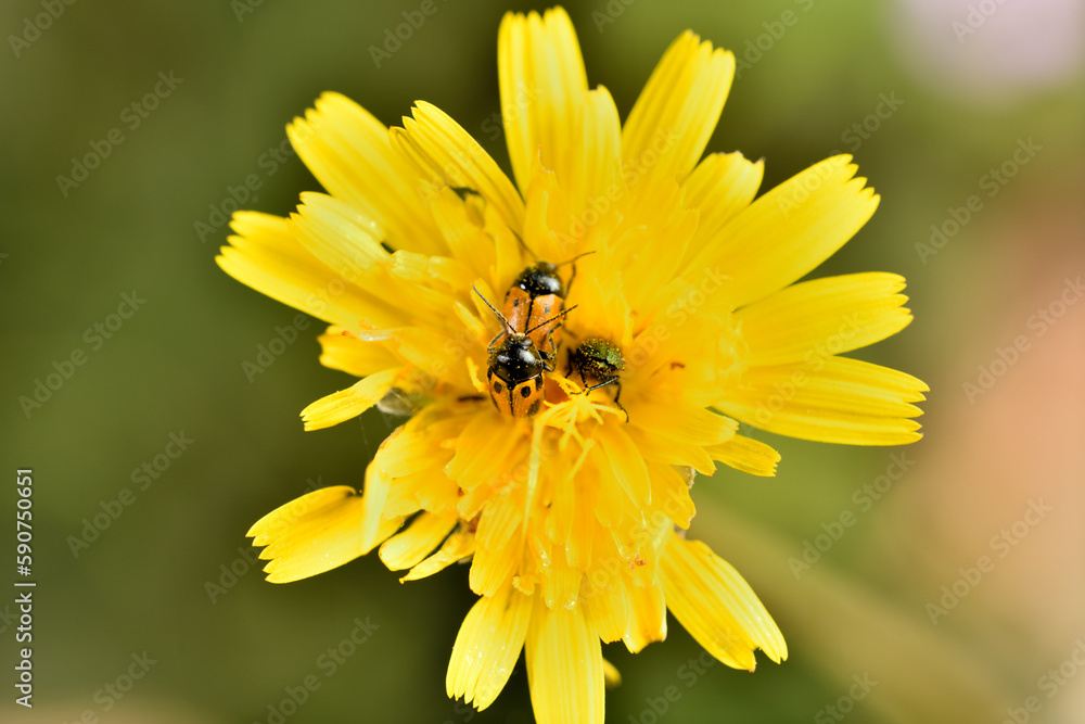 mariquitas apareándose en una flor (Coccinella septempunctata) mariquitas apareándose en una flor (Coccinella septempunctata)