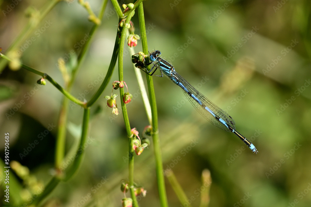 caballito de alas azules (erythromma lindenii) en un arbusto caballito de alas azules (erythromma lindenii) en un arbusto