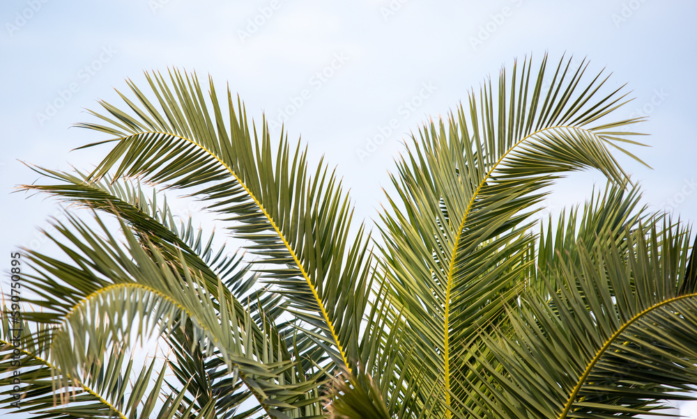 Green palm leaves against the blue sky, tropical paradise background.