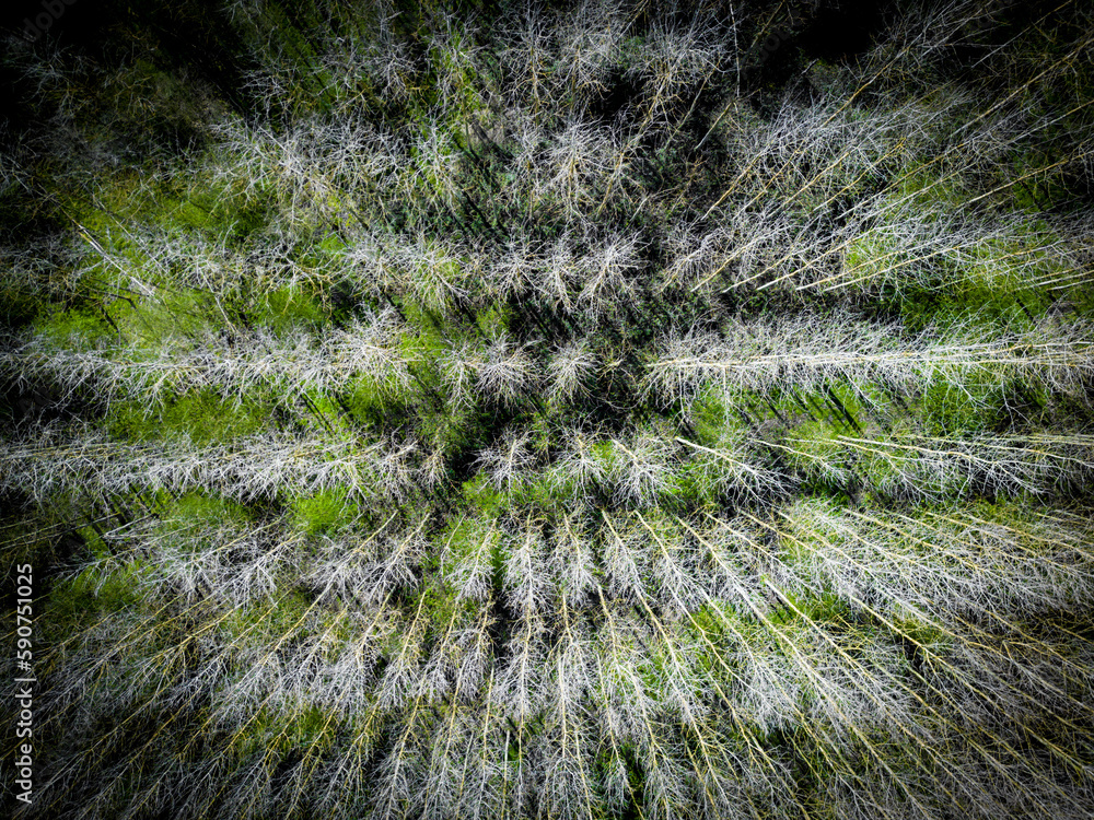 Drone top down view of a plantation of trees showing their uniform layout. The green area below is the boggy ground which is very soft underfoot. Drone top down view of a plantation of trees showing their uniform layout. The green area below is the boggy ground which is very soft underfoot.