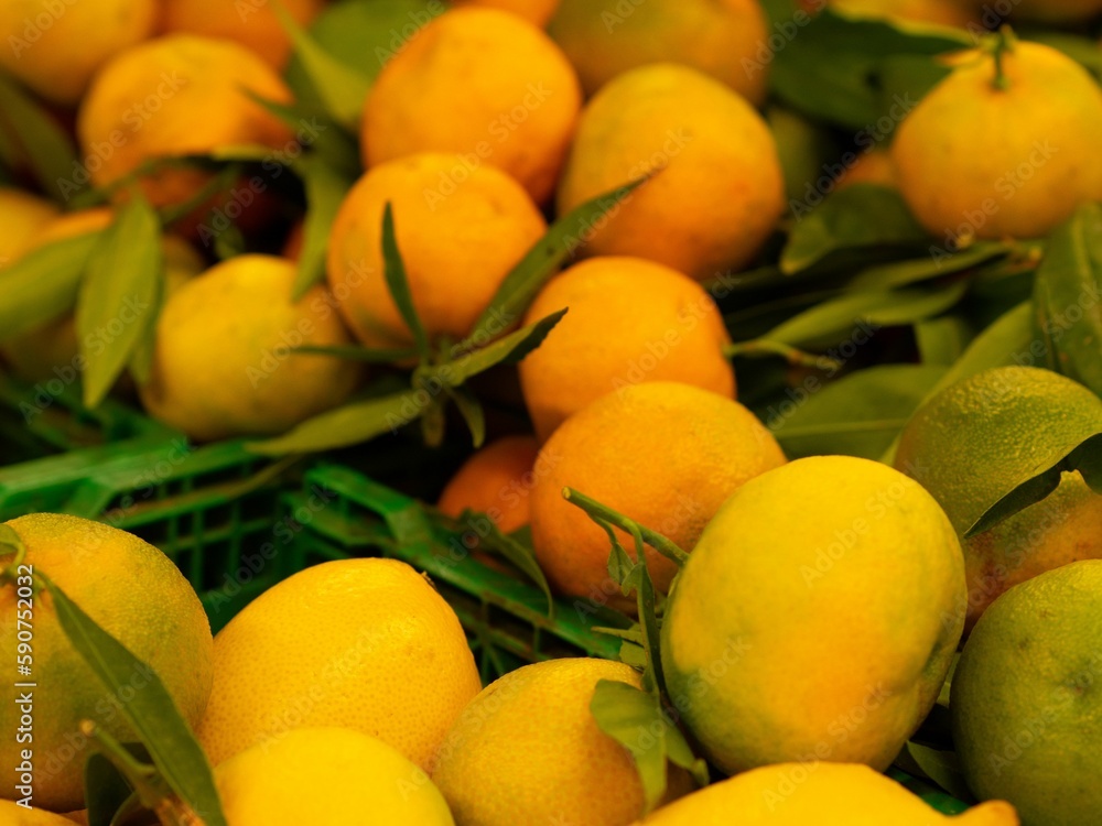 Closeup shot of a numerous different citrus fruits in the supermarket