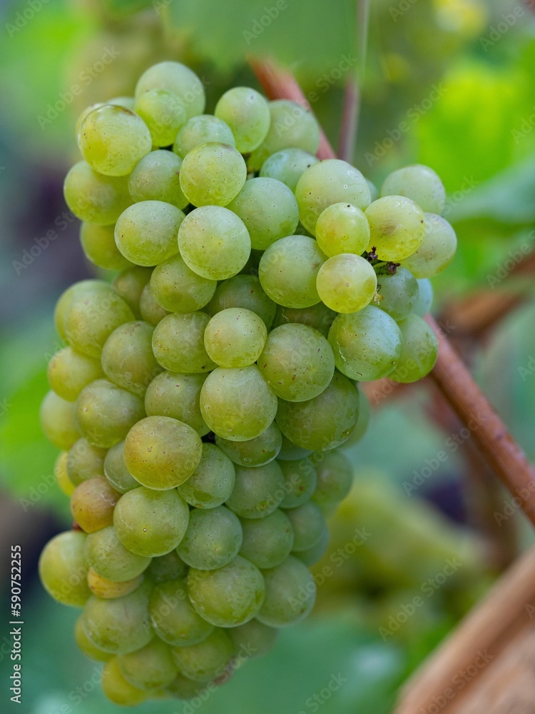 Vertical closeup of a cluster of green grapes