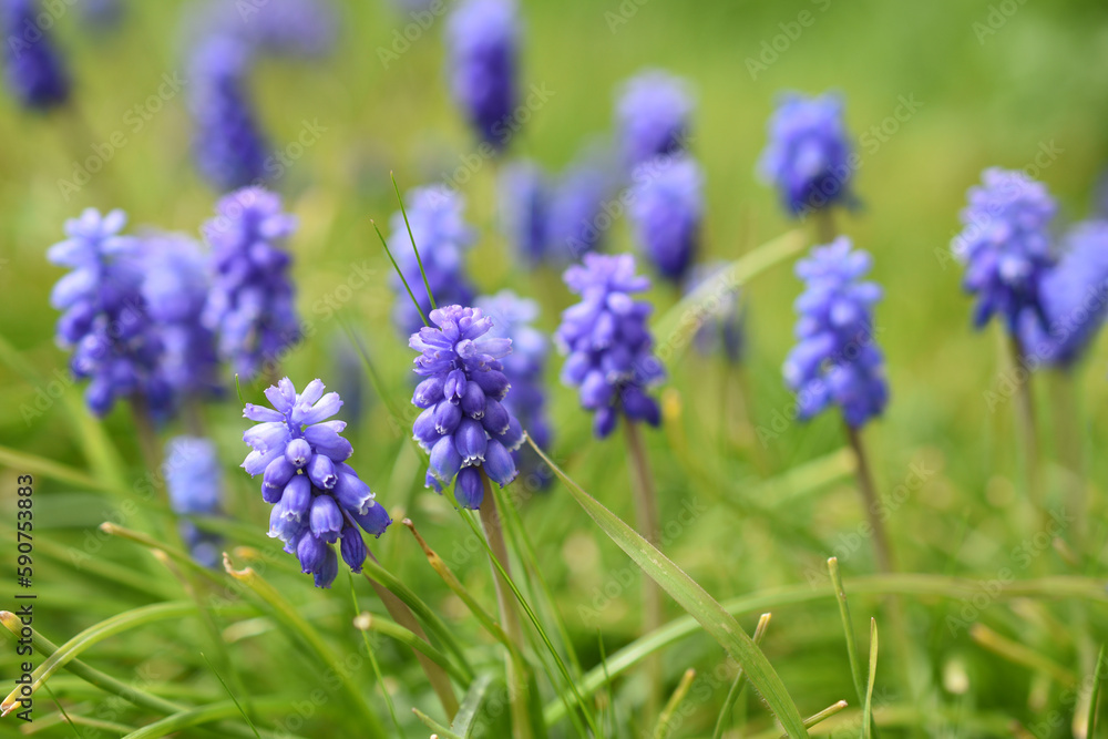 Spring background with blue flowers of grape hyacinth (muscari) Spring background with blue flowers of grape hyacinth (muscari)