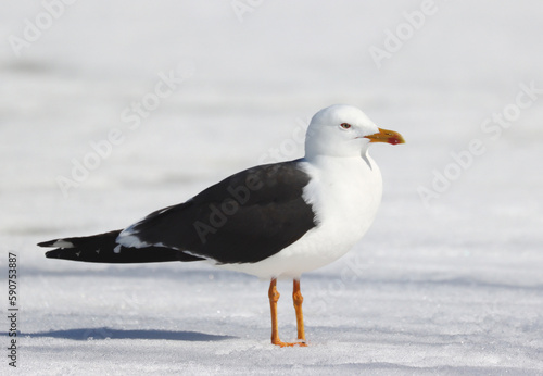Photography Lesser black-backed gull