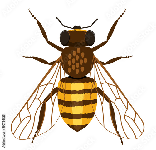Honey bee isolated cartoon set icon. Vector illustration animal of honeybee on white background. Vector icon honey bee