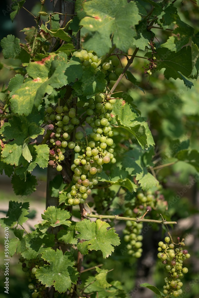 Vertical closeup of Unripe fruits of grapes on plant against blurred background Vertical closeup of Unripe fruits of grapes on plant against blurred background