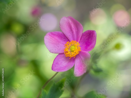 Close-up shot of a violet anemone flower with green blurry background