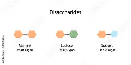 Carbohydrates Digestion. Maltase, Sucrase and Lactase Enzymes catalyze Disaccharides Maltose, Lactose and Sucrose to Monosaccharides, glucose, galactose and Fructose molecules. Vector Illustration.