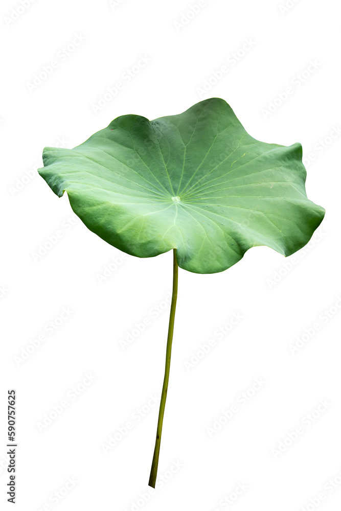 Fototapeta premium Fresh of green lotus leaf isolated on white background with clipping paths.