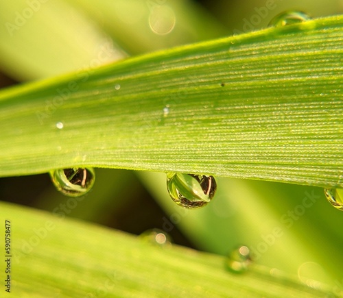 water drops on a leaf