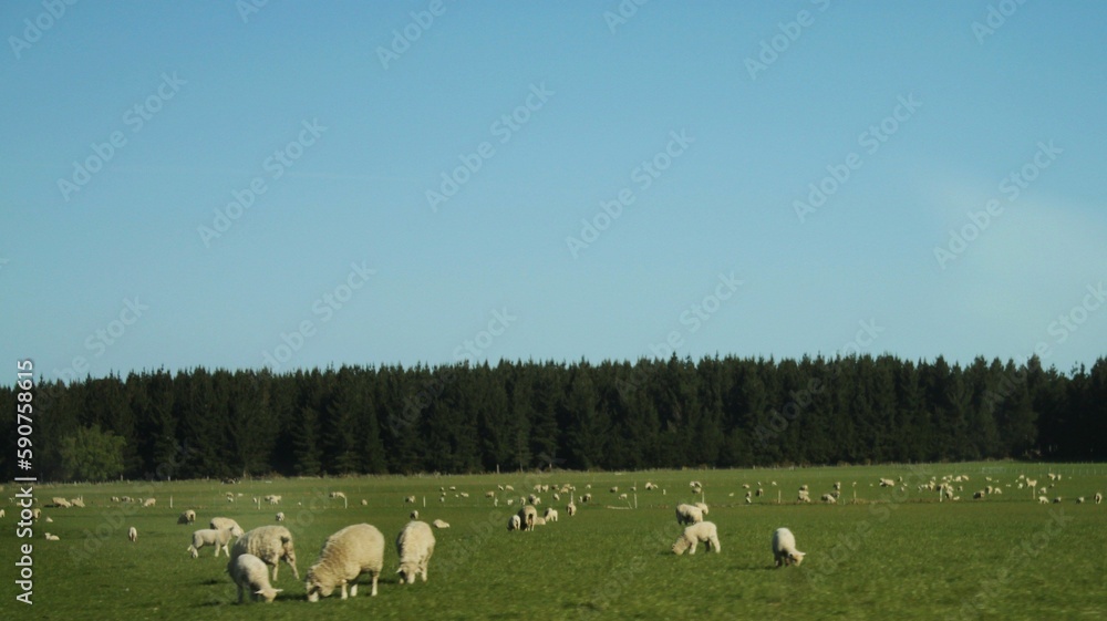 Beautiful shot of a herd of sheep grazing in a field