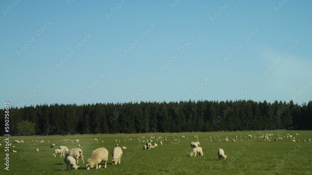 Beautiful shot of a herd of sheep grazing in a field Beautiful shot of a herd of sheep grazing in a field