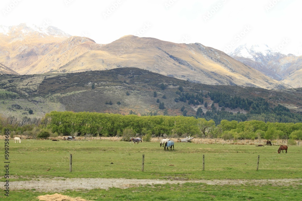 Queenstown forest view while horseback riding