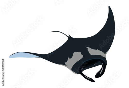 oceanic manta ray