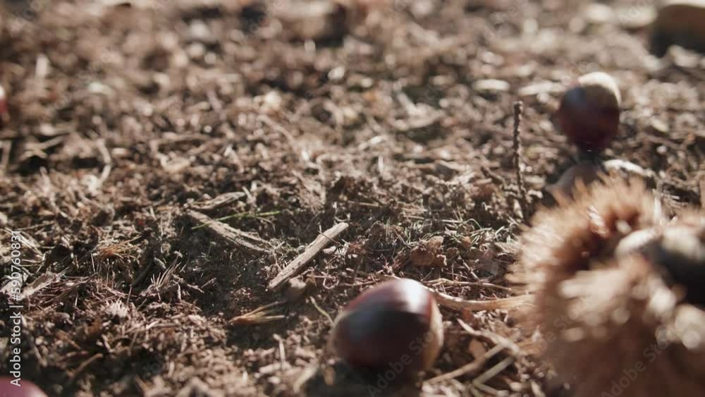 Slow motion closeup of chestnuts falling on the ground in an agricultural field Slow motion closeup of chestnuts falling on the ground in an agricultural field