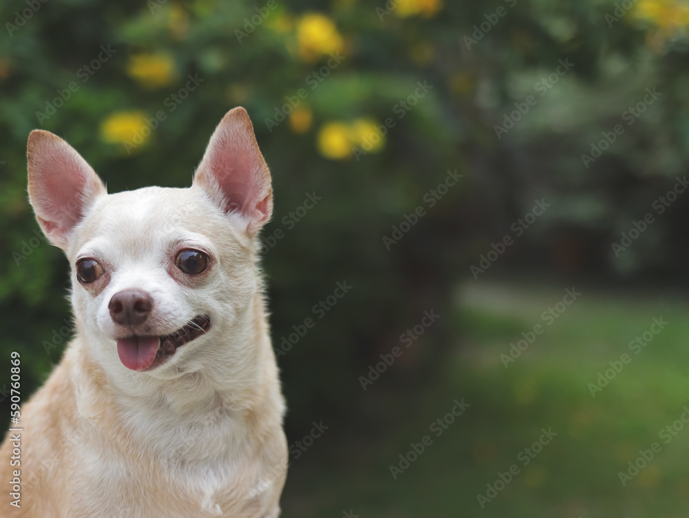cute brown short hair chihuahua dog sitting  in the garden, looking curiously. Copy space.