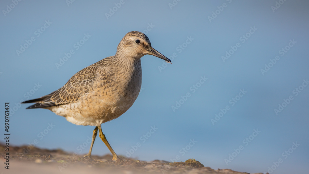 Red Knot - on the autumn migration way at a seashore Red Knot - on the autumn migration way at a seashore