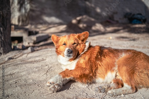 Adorable fluffy ginger dog laying on the ground and looking at the camera on blurred background