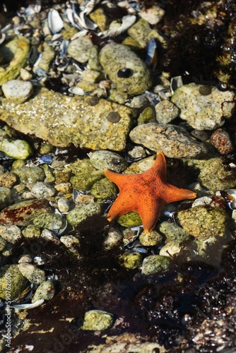 Vertical closeup of beautiful beach rocks  seashells and a starfish