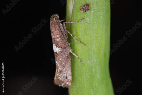 Detailed closeup on the small Leek moth, Acrolepiopsis assectella sitting on leaves, onion chives. photo