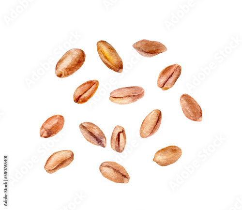 Wheat grain watercolor illustration isolated on white background.