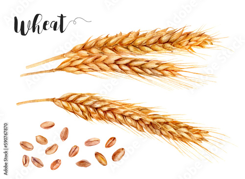 Watercolor painting of wheat isolated on white background, closeup, botanical illustration.