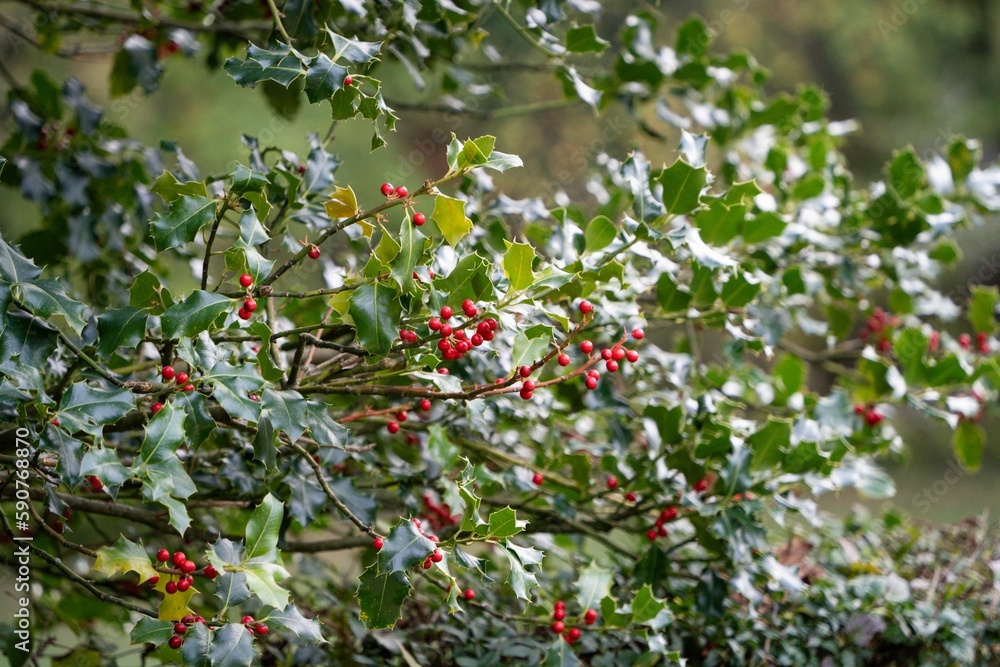 Ripe, red berries on bush