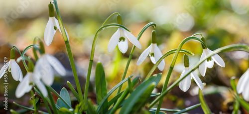 Tableau sur toile Snowdrop or common snowdrop (Galanthus nivalis) flowers