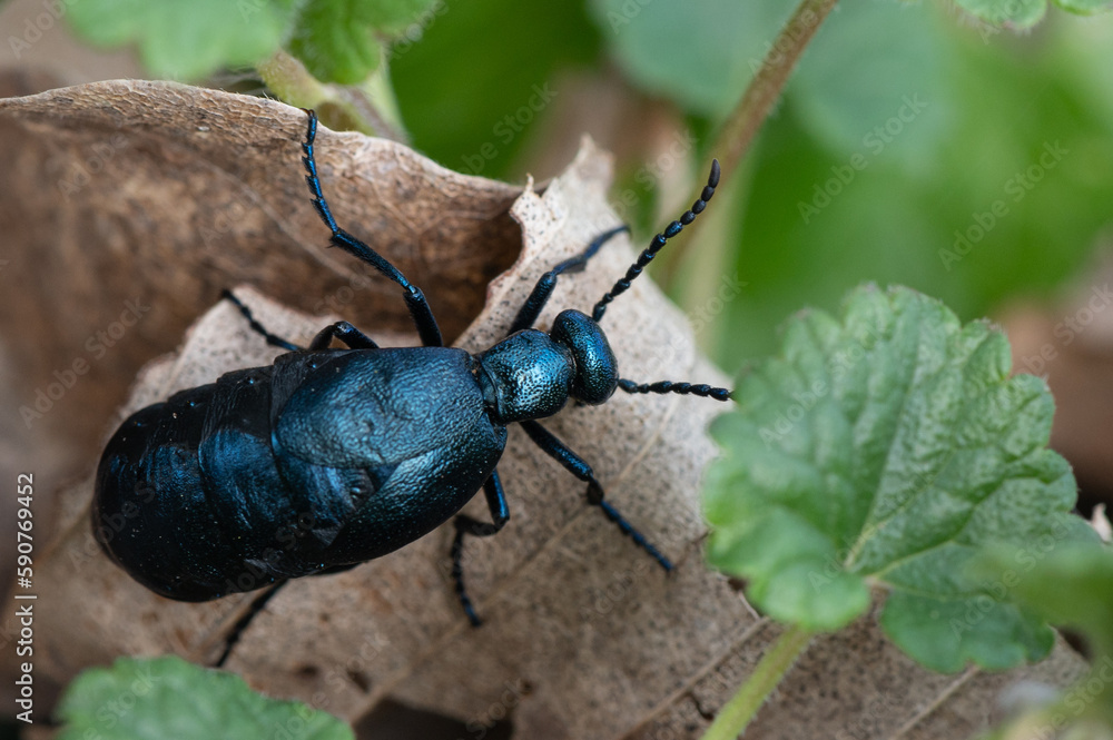 Meloe violaceus - Violet oil beetle - Méloé violet Meloe violaceus - Violet oil beetle - Méloé violet