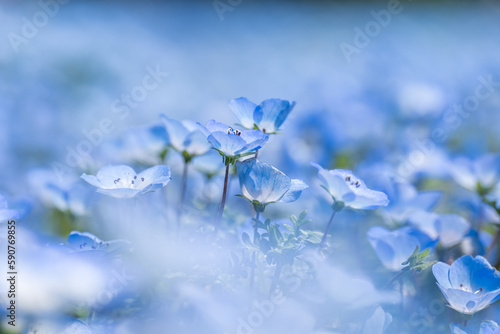 満開のネモフィラの野原　4月