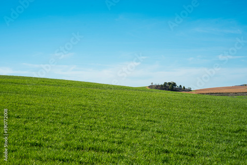 Countryside landscape with a lone tree in the middle of a field