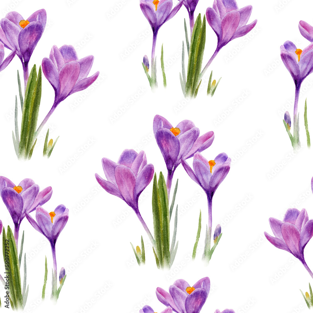 Watercolor illustration of crocuses seamless pattern. Design template spring flowers or wrappers, wallpapers, postcards, greeting cards, wedding invitations, romantic events Watercolor illustration of crocuses seamless pattern. Design template spring flowers or wrappers, wallpapers, postcards, greeting cards, wedding invitations, romantic events