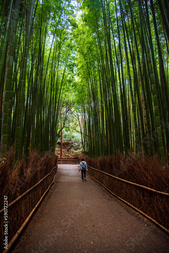 Arashiyama Bamboo Grove  Kyoto  Japan