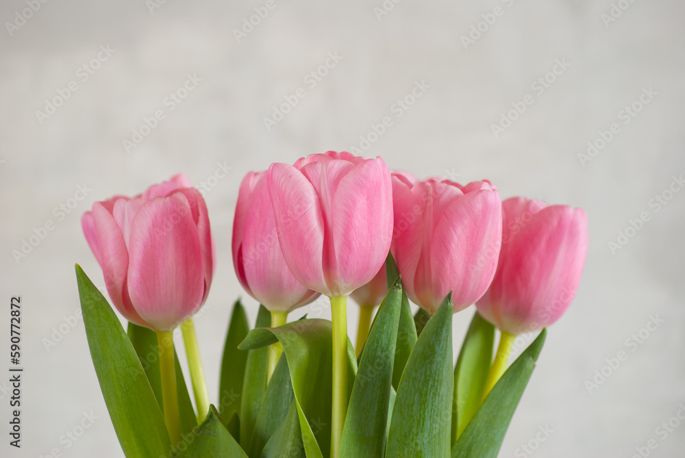 Obraz premium pink tulips close-up on a gray background