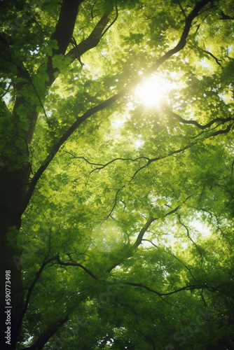 Sun-kissed Canopy  A view of lush green treetops with sun rays piercing through the leaves