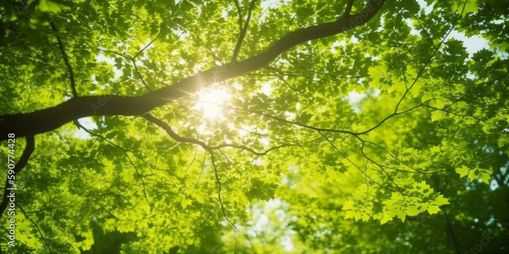 Fototapeta premium Sun-kissed Canopy: A view of lush green treetops with sun rays piercing through the leaves
