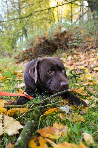 Vertical shot of a cute adult chocolate Labrador retriever dog lying on the grass