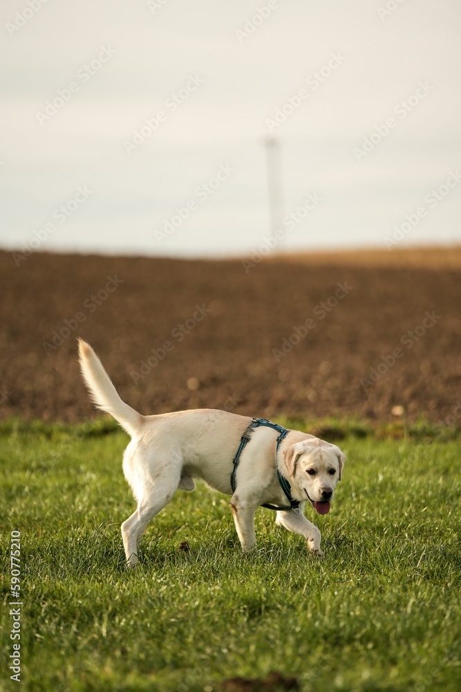Cute beige Labrador walking on grass