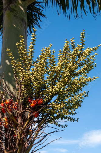 Sydney Australia, fruit of a wodyetia bifurcata, the foxtail palm, native to cape melville national park in northern queensland photo