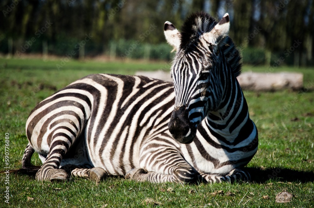 Closeup of a zebra (Hippotigris) sitting on the grass in a park Closeup of a zebra (Hippotigris) sitting on the grass in a park